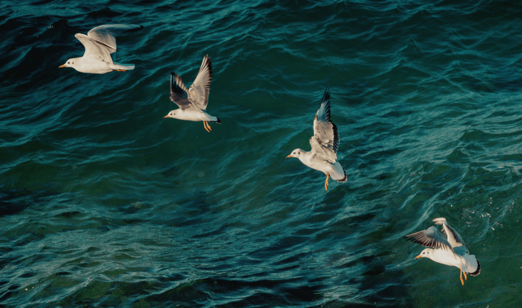 Seagulls in flight. With the Ocean int the background, four seagulls are in various stages of taking flight; their wings flapping as they set off. Ocean Generation - experts in Ocean health since 2009 - shares the history of plastic pollution in this article. 