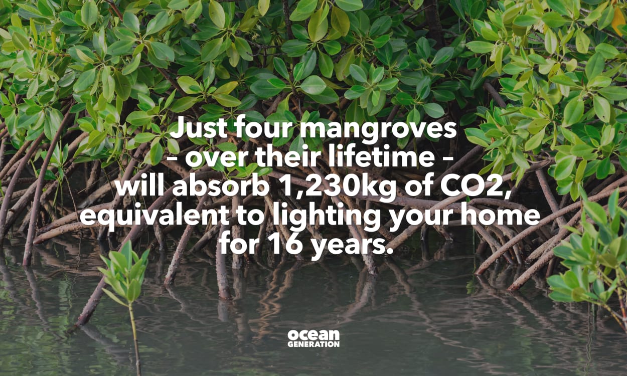 Mangrove Trees - Impact