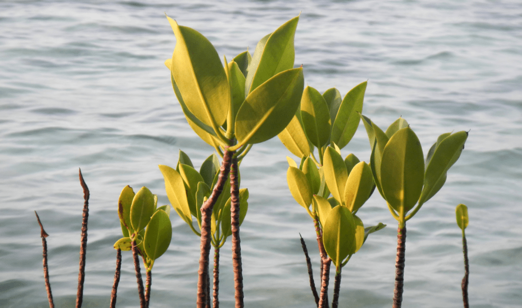Mangrove tree growing out of water. Mangroves are climate change heroes thanks to their ability to sequester 3 - 5 times more carbon than normal forests.