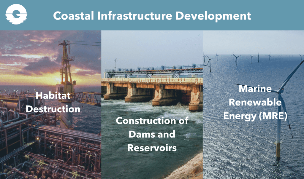 Impacts of coastal development on the Ocean and Ocean life. Ocean Generation is spotlighting the impact of habitat destruction, construction of dams and marine renewable energy.