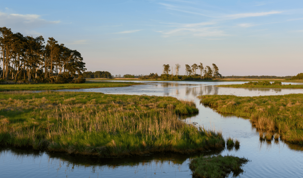 A coastal wetland shared by Ocean Generation.
