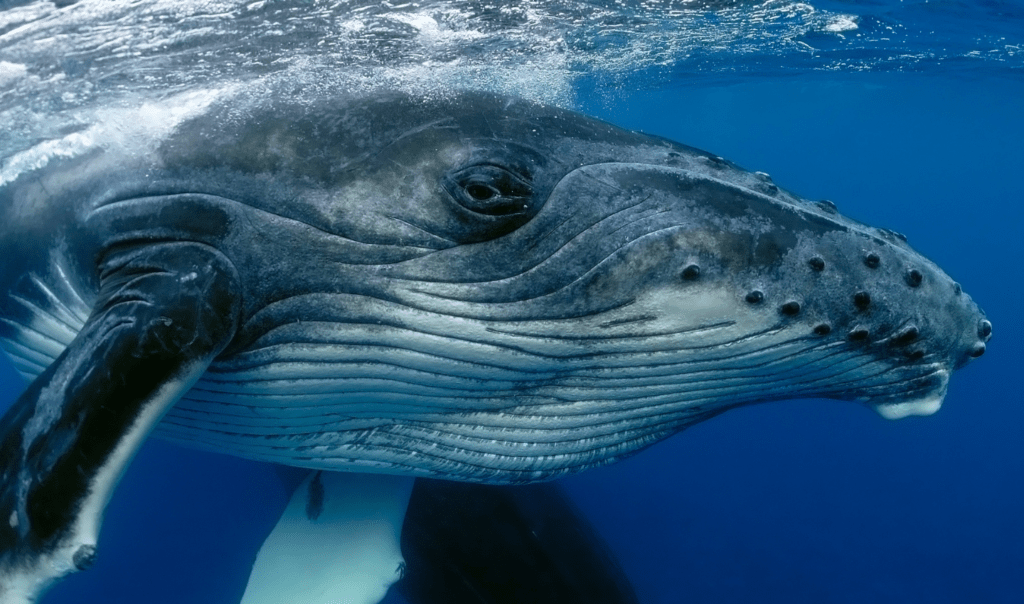 Humpback whales are impacted by noise pollution. Image shows a close up of a humpback whale looking at the camera.