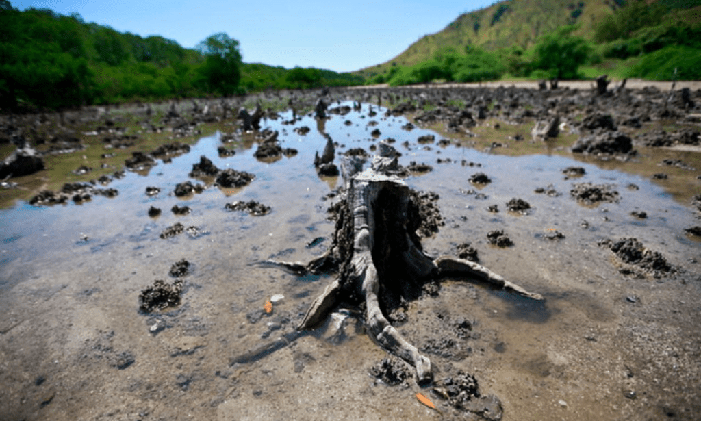 Mangroves Degradation in Timor-Leste shared by Ocean Generation.