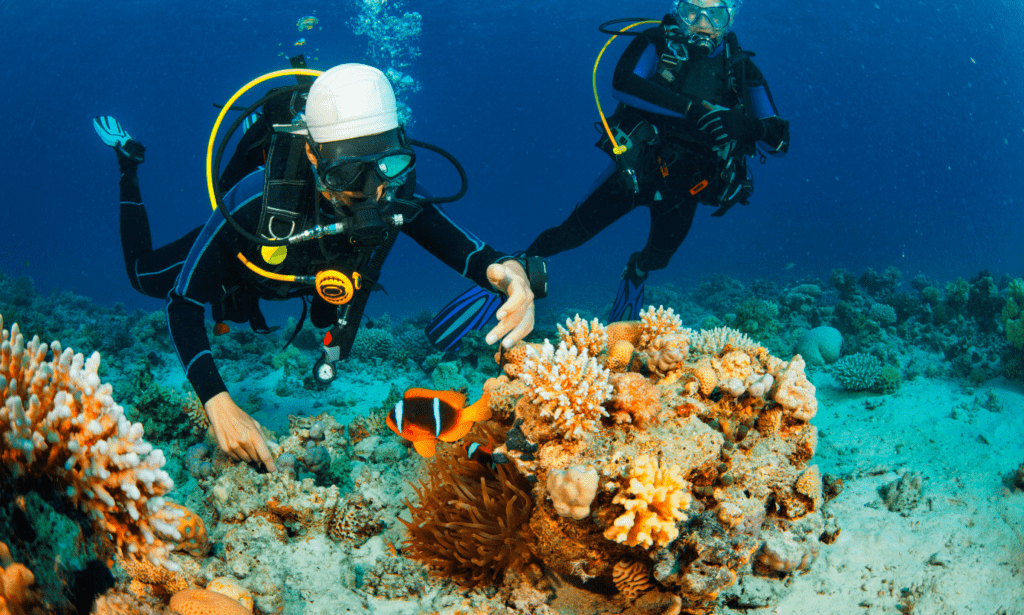 Coral reef tourism is valued at $36 billion every year. A scuba diver is reaching out to touch a fish in a coral reef.