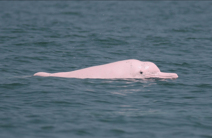 Chinese dolphin in the Ocean. The dolphin is pink in colour.