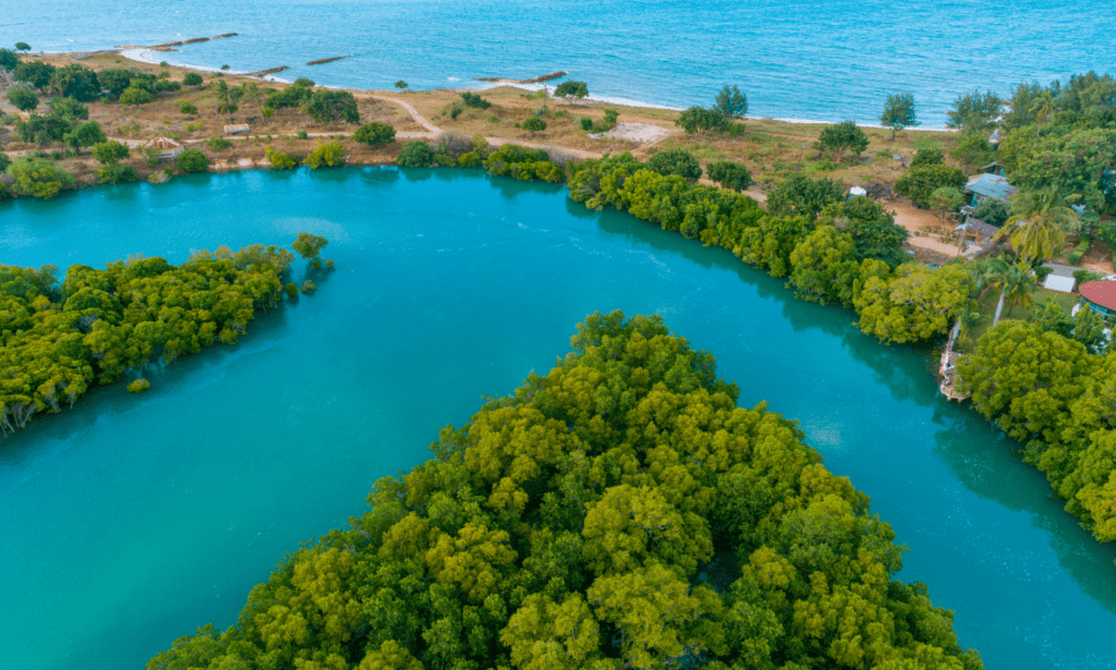 Aerial image of mangrove forests.