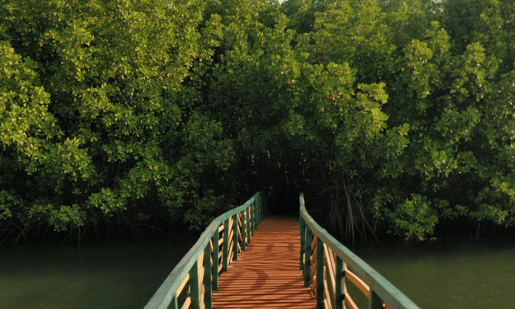 A bridge leading across water and into a mangrove forest.