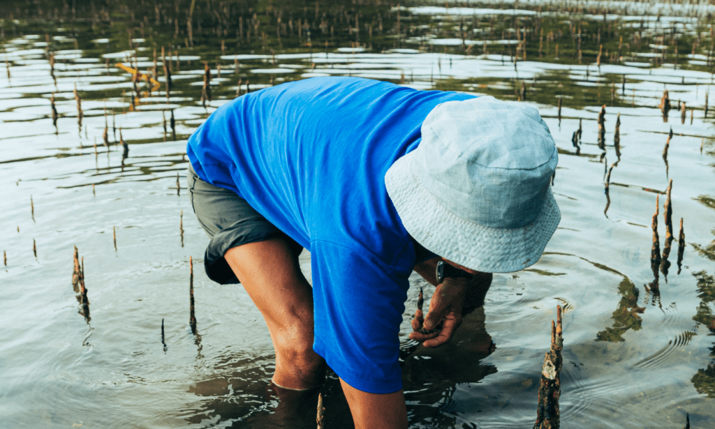 A man leaning into a body of water to plant a mangrove tree. Mangrove trees are incredible trees. They act as climate change heroes because of their incredible ability to sequester carbon. 