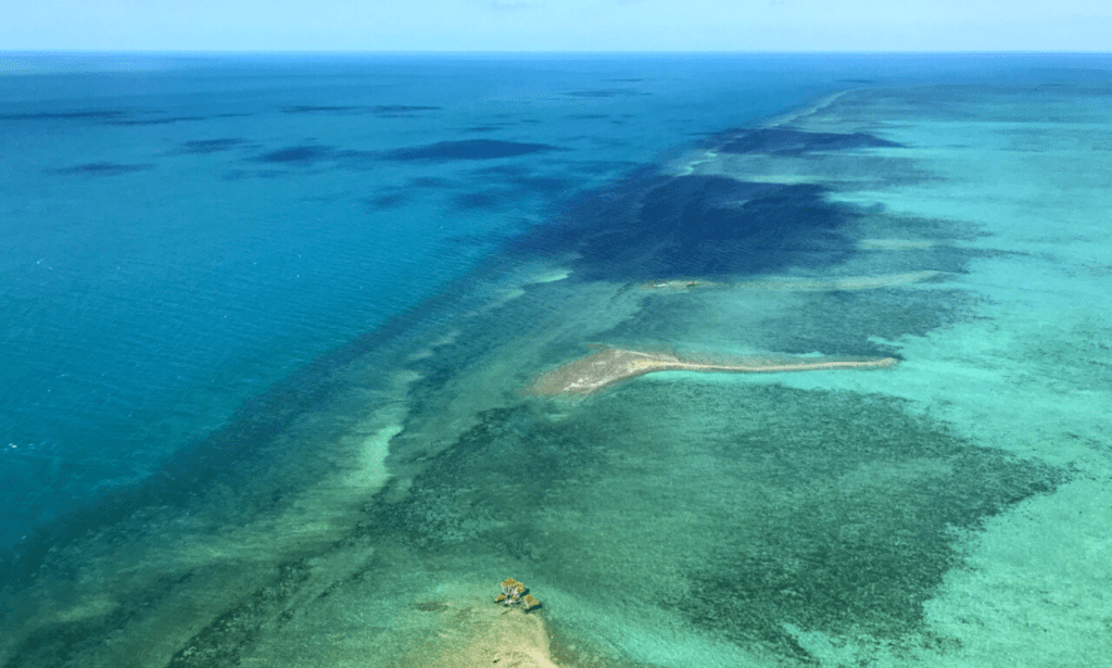 Seagrass Meadow in Clack Reef, Australia. Seagrasses are incredible climate change fighters - Ocean Generation is sharing what makes this unsung ecosystem so special.