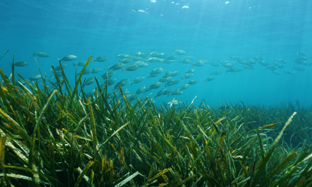 School of fish swimming near a seagrass meadow in the Ocean.