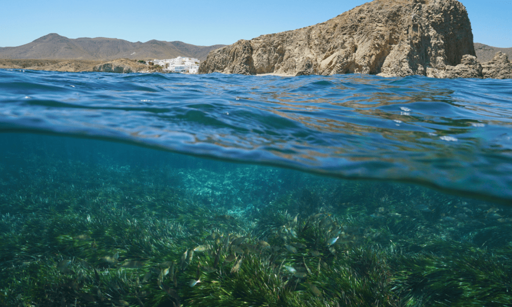 Seagrass along the coast of Spain.