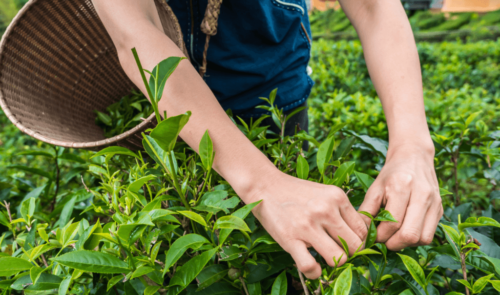 Hands of a farmer picking fruit off of a plant, on a farm. Ocean Generation is sharing how what we eat impacts the health of our planet and Ocean.
