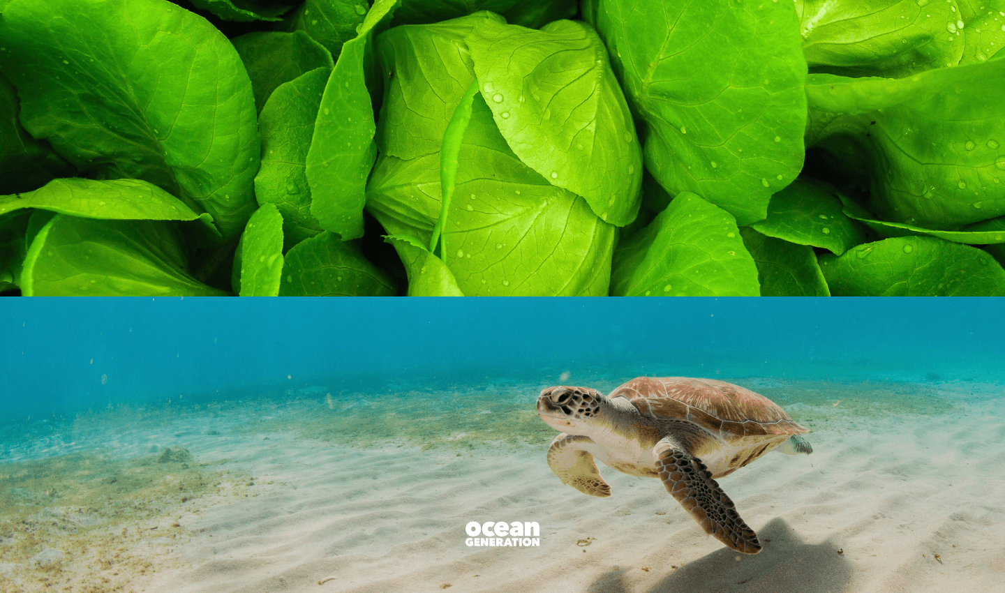 Is locally sourced food better for the planet? Ocean Generation weighs in. The top half of this image shows lush lettuce with water droplets and the bottom shows a sea turtle swimming in the Ocean among some seagrass.