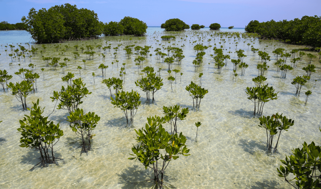 Growing mangrove trees. Mangroves are climate change heroes. 