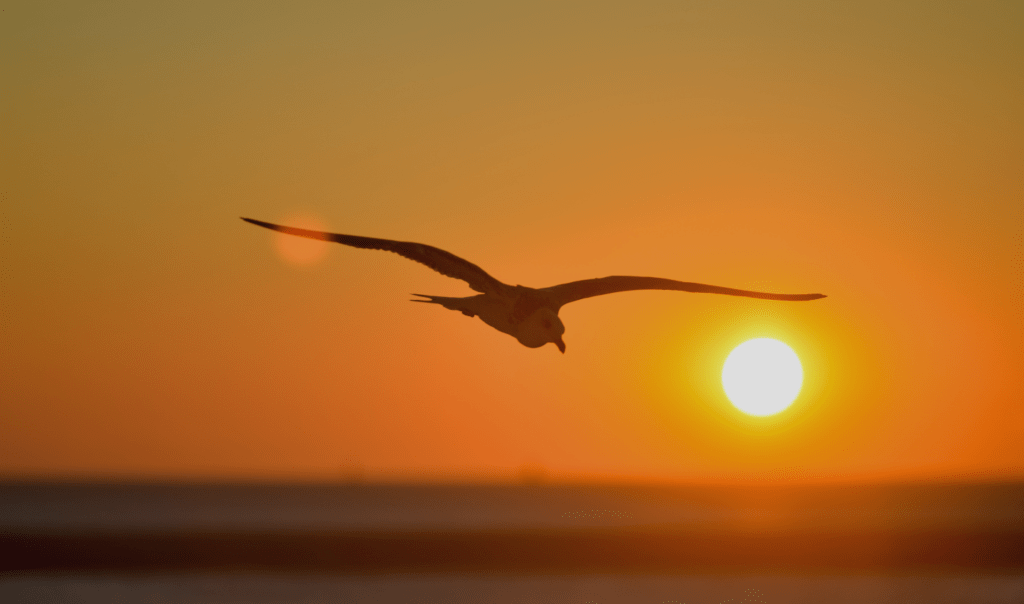 Seagull flying over the Ocean against the backdrop of an orange sunset shared by ocean Generation: experts in Ocean health since 2009.