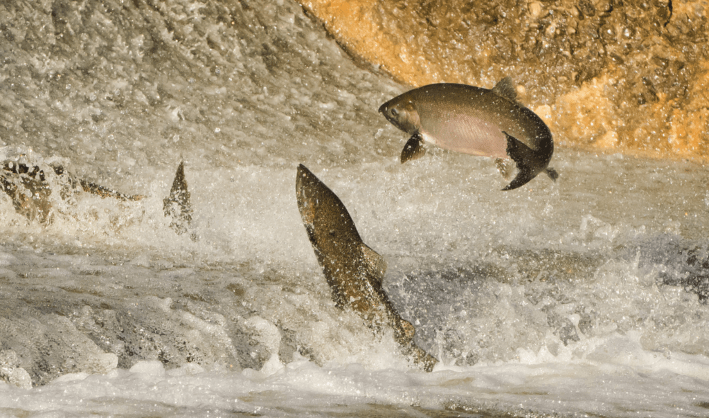 Salmon leaping from the water.
