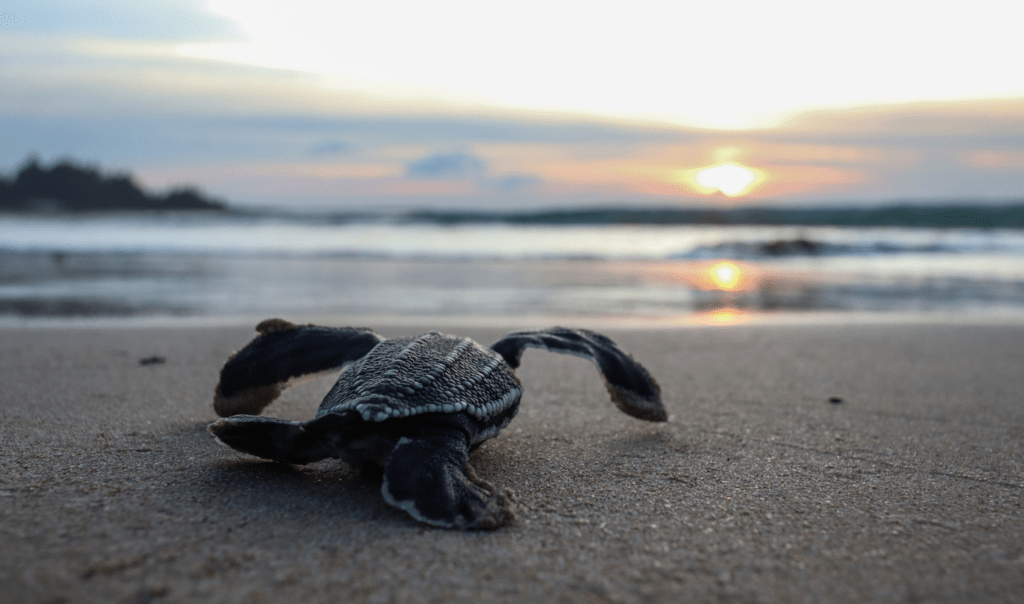 Baby turtle finding its way to the Ocean form the beach.