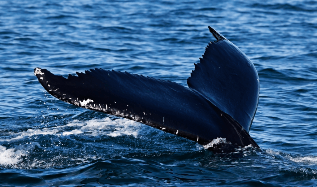 A whale tail image. The whale's tail is dipping into the Ocean waves.