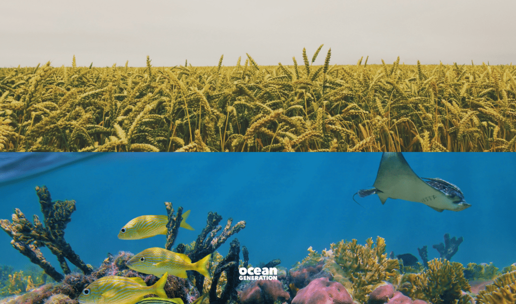 Above and below: Half of the image shows a farm with yellow wheat and the bottom half of the image shows a scene of corals and fish; life in the Ocean. A sting ray is swimming with a remora on its back and some yellow fish.