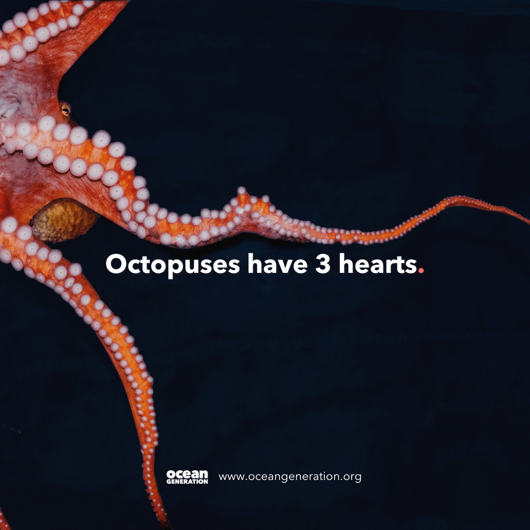 octopuses have how many hearts