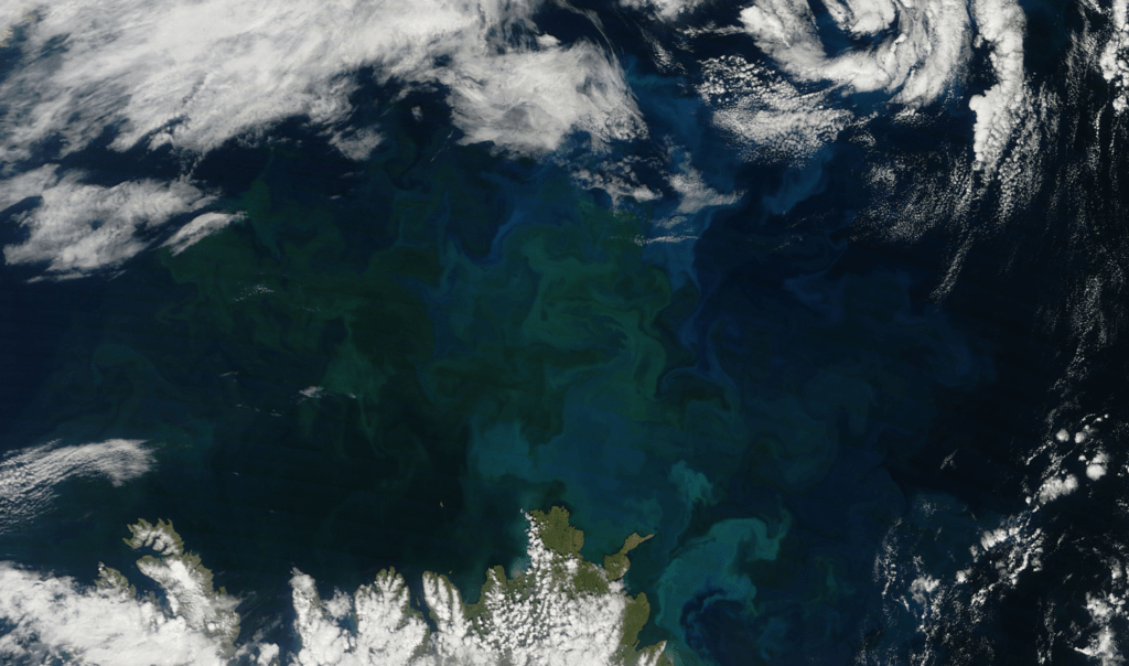 Satellite image of phytoplankton populations from space. Phytoplankton is a micro-algae but so important to all life on our planet. Ocean Generation shares the importance of this Ocean-surface ecosystem.