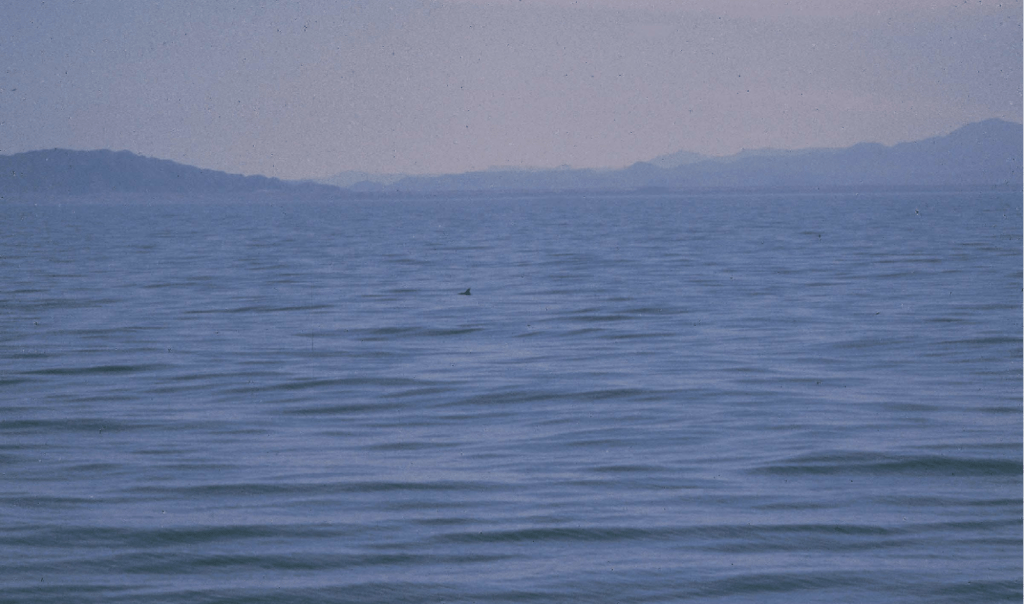 This is possibly the first photo published of a vaquita in nature, on a rather placid sea, taken on 10 March 1979. Photo by R.S. Wells, shared by Ocean Generation.