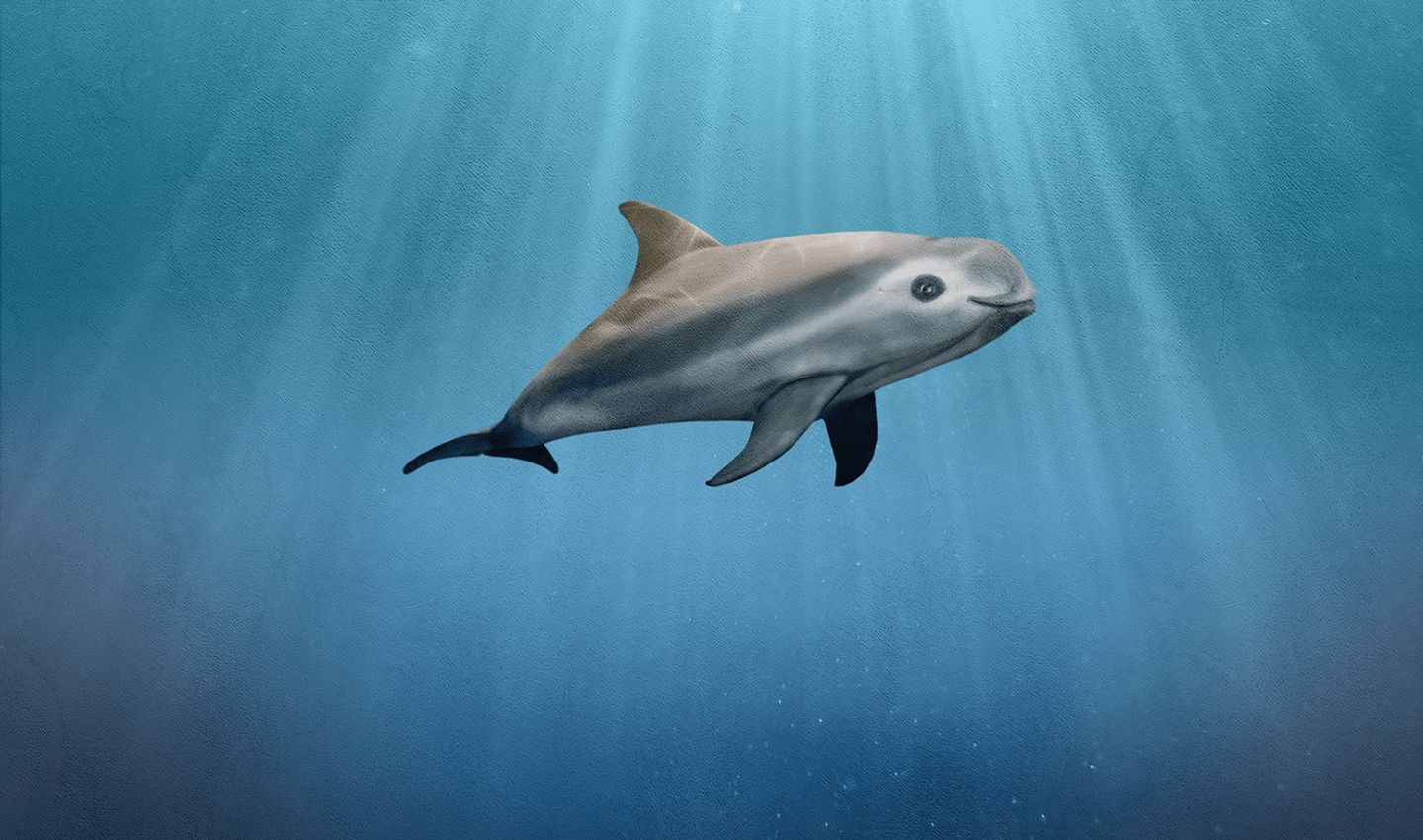 10 interesting facts about the vaquita: The most endangered marine mammal in the world, shared by Ocean Generation and Barry M. Illustration: Chris Clayton
