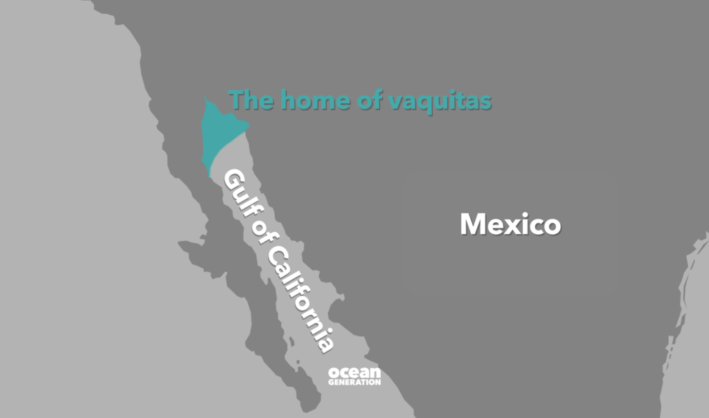 Where are vaquitas found? Map showing the Gulf of California, Mexico and the very limited area, in the Northern part of the Gulf of California, where vaquitas live.