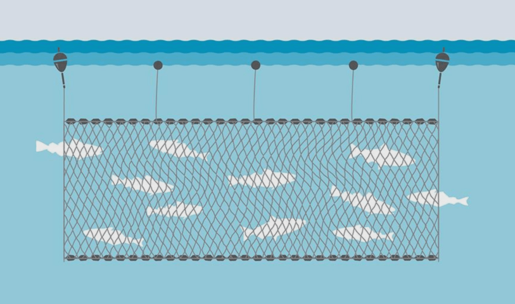 A gillnet is a wall or curtain of netting that hangs in the water. 