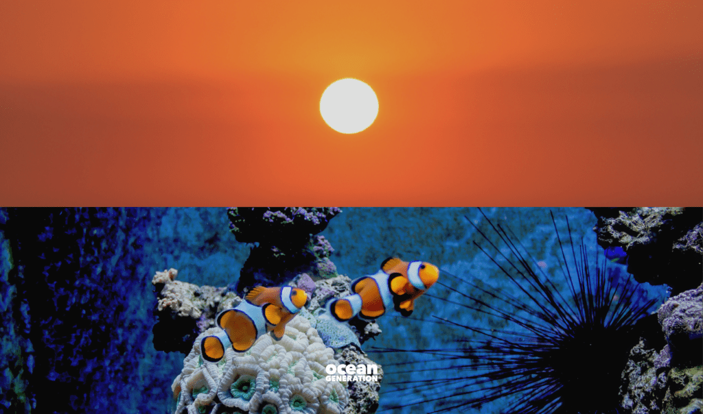 How does climate change impact the Ocean? Ocean Generation has the answers. In this horizontally split image half is made up by an orange sunset, in the bottom image a scene under the Ocean is captured: there are vibrant corals and clown fish.