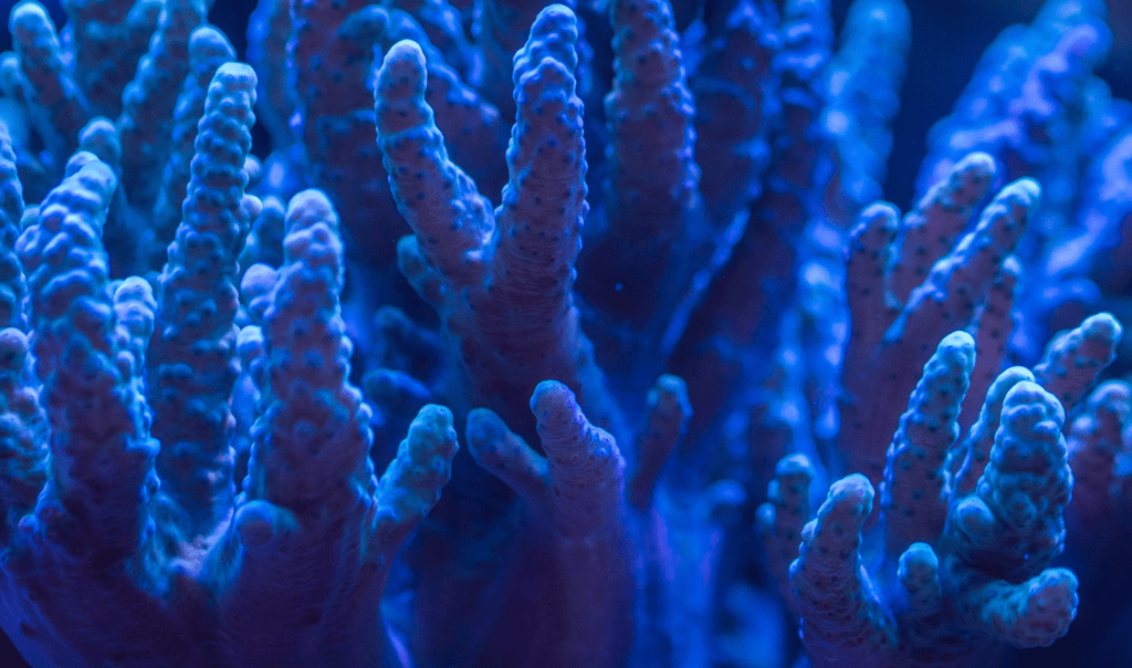 Close up of dark blue coral reef in the Ocean. Shared by Ocean Generation: Experts in Ocean health since 2009.