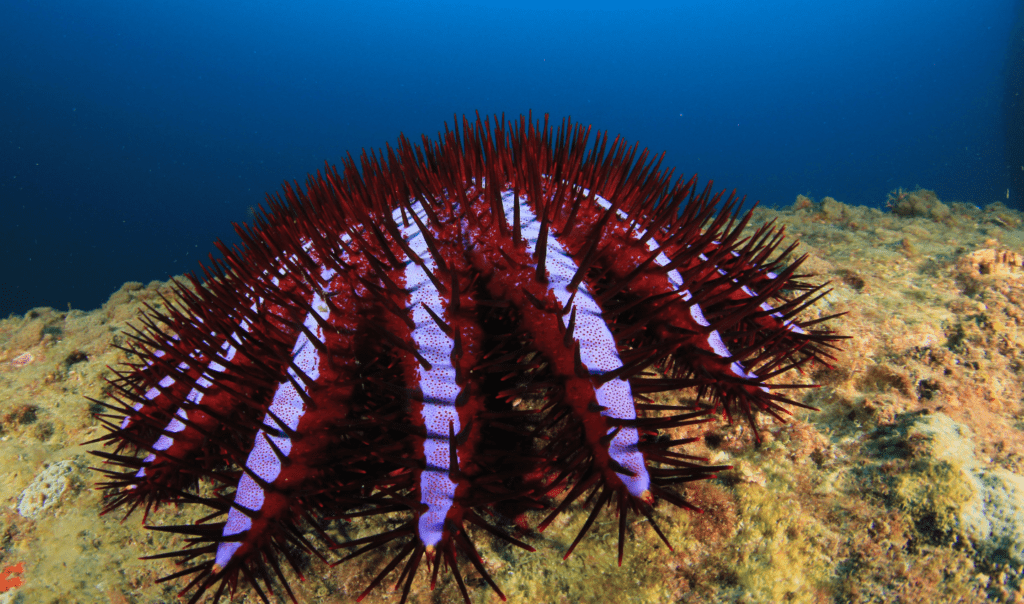 Large, purple crown of thorn starfish on the seafloor in the Ocean. These starfish threaten the livelihoods of coral reefs. Facts about corals shared by Ocean Generation.