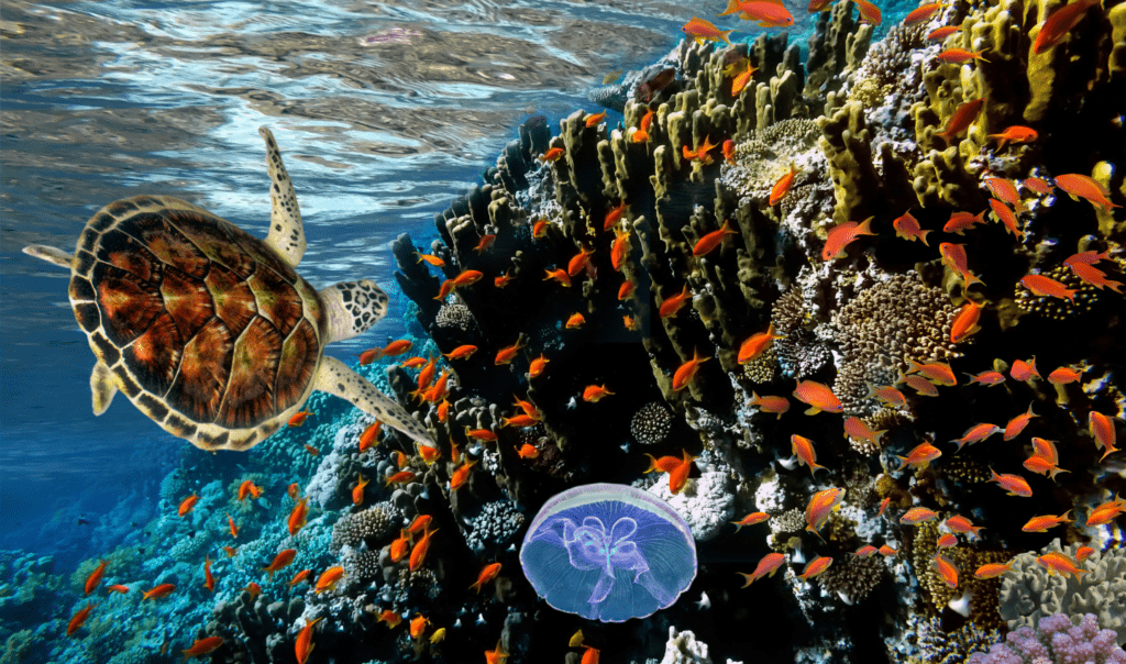 Colourful coral reef, bursting with life. There's a sea turtle and some orange fish swimming in the Ocean around the reef.