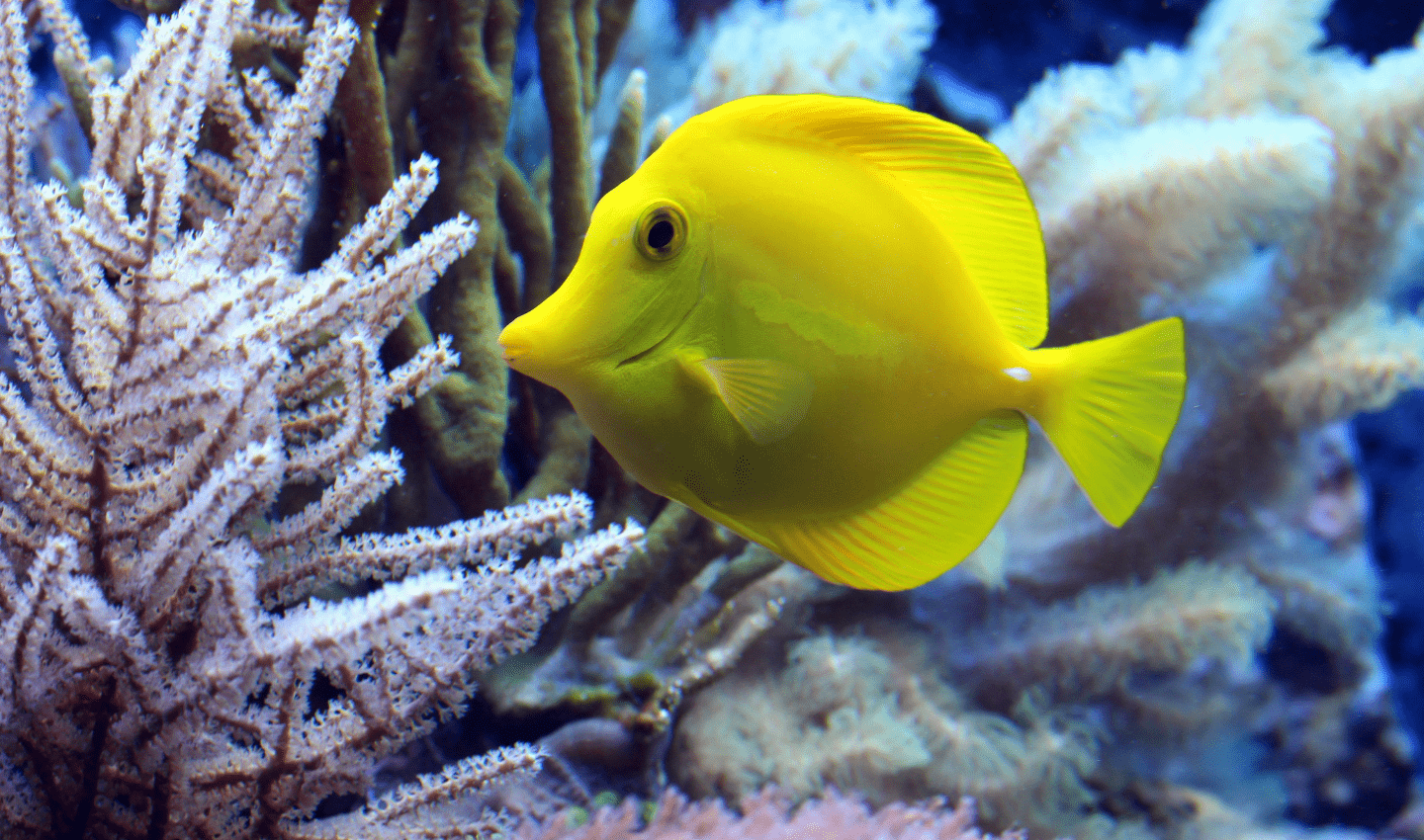 Bright yellow fish next o a coral reef. Shared by Ocean Generation in an article about interesting coral reef facts.