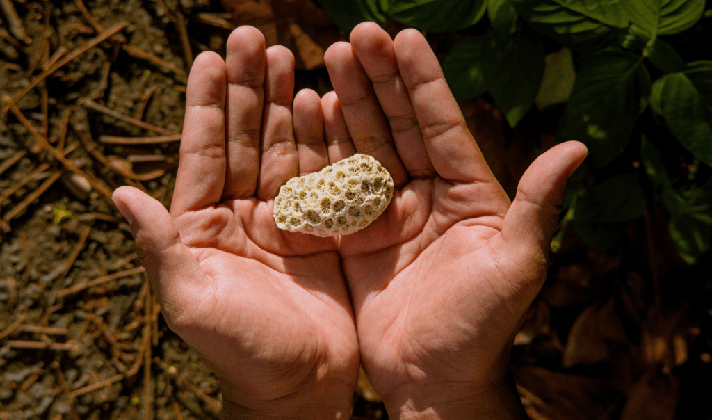 Hands near the shoreline of the Ocean holding an unhealthy piece of coral. The coral is bleached white because of climate change. Image shared by Ocean Generation, experts in Ocean health and understandable environmental science.