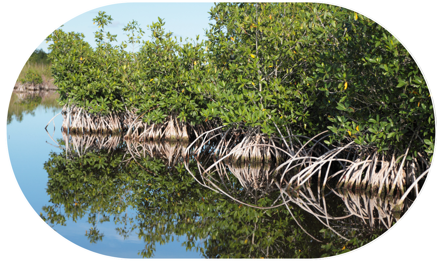 oval_mangroves