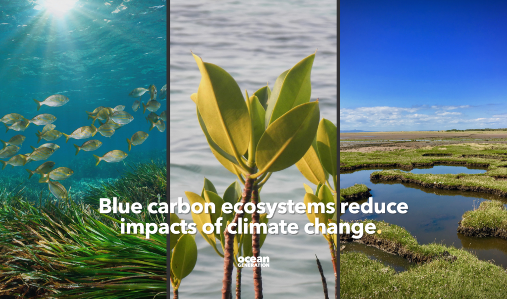 Blue carbon ecosystems reduce impacts of climate change. What are blue carbon ecosystems?   Blue carbon is any carbon stored by the Ocean so blue carbon ecosystems are ecosystems that make that carbon storage in the Ocean possible. Examples include mangrove trees, salt marshes and sea grass meadows.