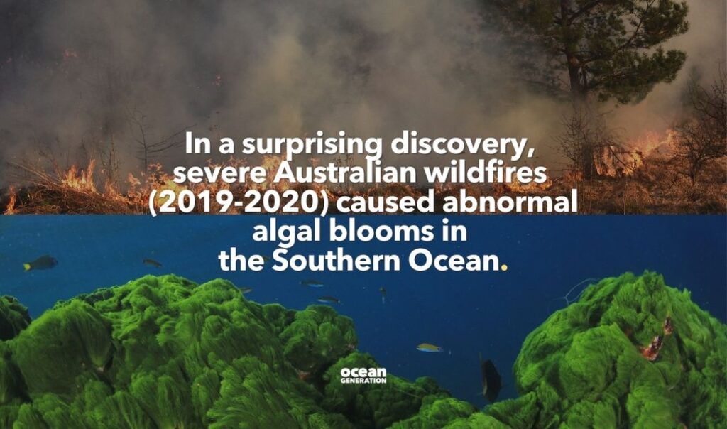 In a surprising discovery, severe Australian wildfires (2019-2020) caused abnormal algal blooms in the Southern Ocean. Image of wildfires and Ocean corals, showing how the Ocean is connected to everything.