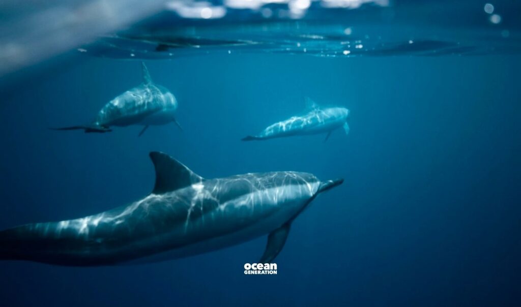 A pod of dolphins swimming in the Ocean shared by Ocean Generation.