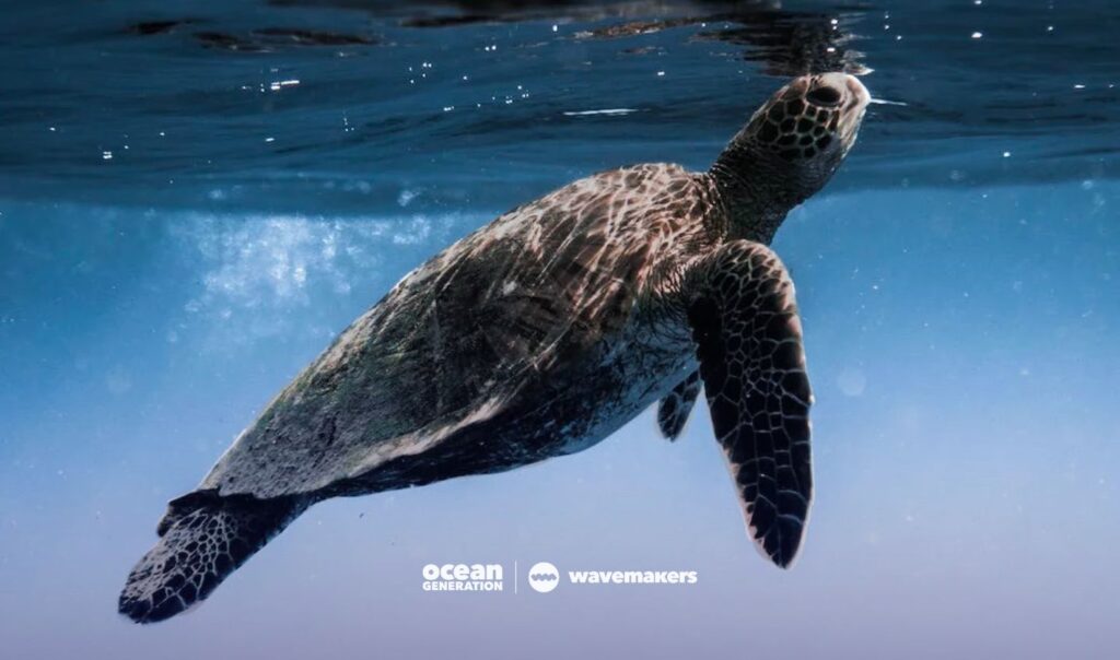 Snorllekers help safeguarding sea turtles with the help of citizen science.