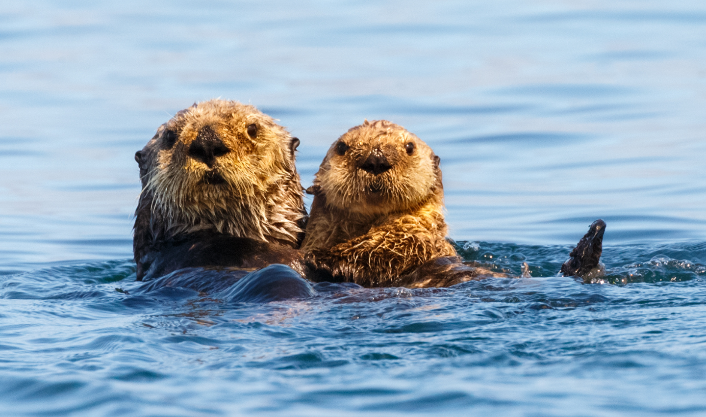 Sea otters hold hands to not drift apart, a Wavemaker Story by Katie.