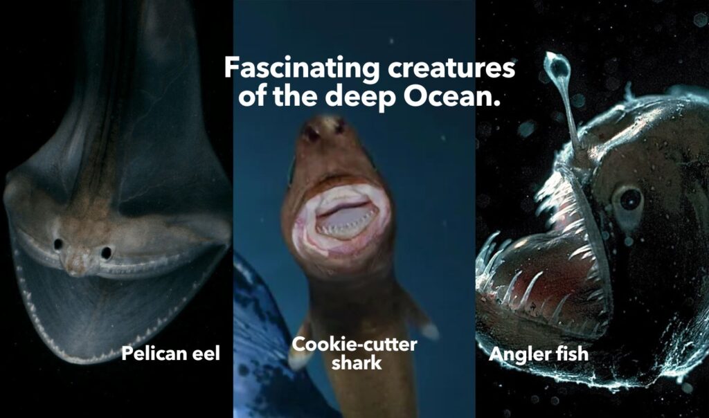 Meet fascinating creatures of the deep Ocean: pelican eel, cookie-cutter-shark and angler fish.