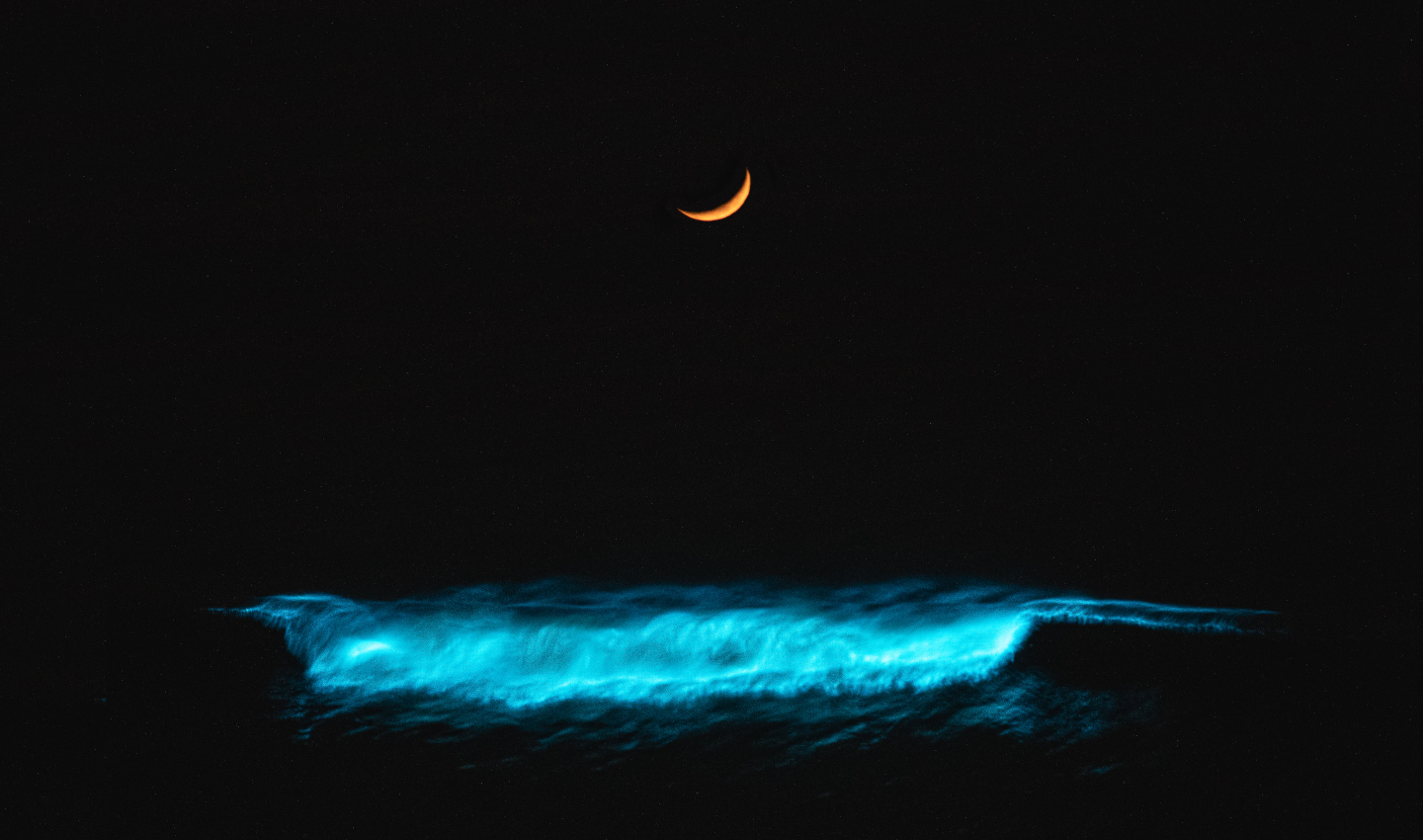 Interesting animals that use bioluminescence in the deep Ocean.  