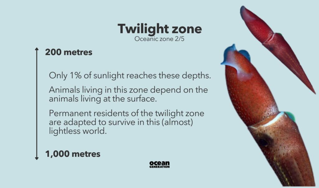 Only 1 percent of sunlight reaches the Twilight zone in the deep Ocean.