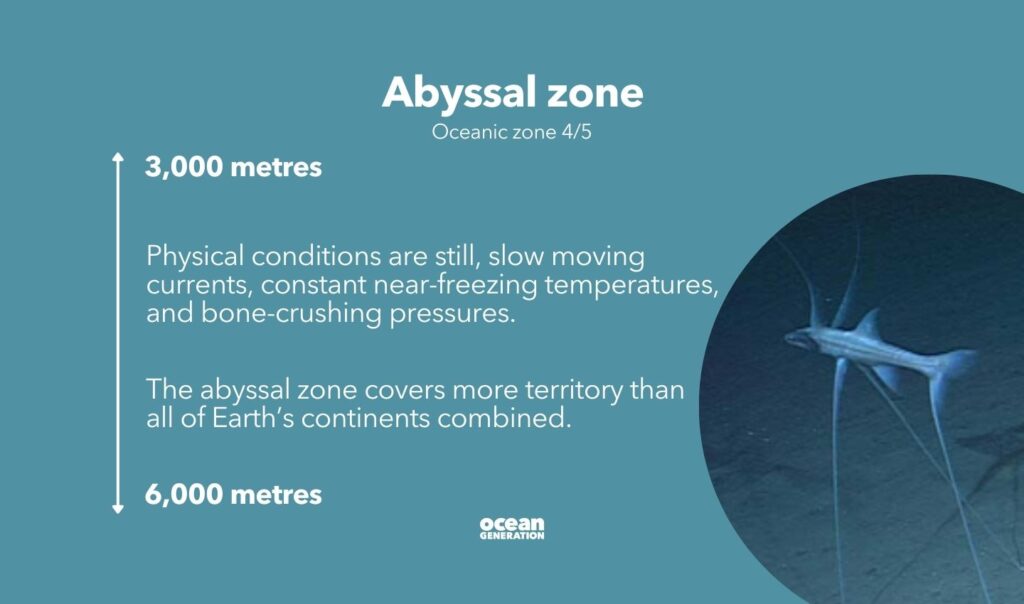 Physical conditions are still in the abyssal zone.
