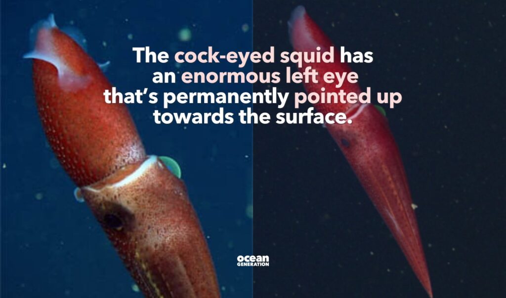 The cock-eyed squid have an enormous eye that's permanently pointed towards the surface.