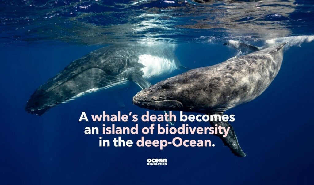 A whale's death becomes an island of biodiversity in the deep Ocean.