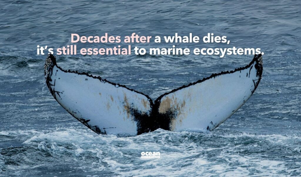 Decades after a whale dies, it's still essential to marine ecosystems.