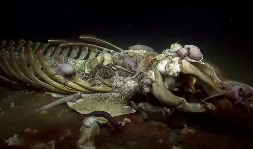 The remains of a whale mean life to many deep-sea animals.