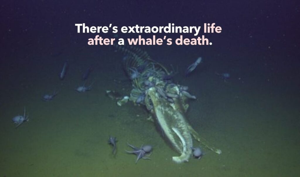 What happens after a whale dies? There's extraordinary life.